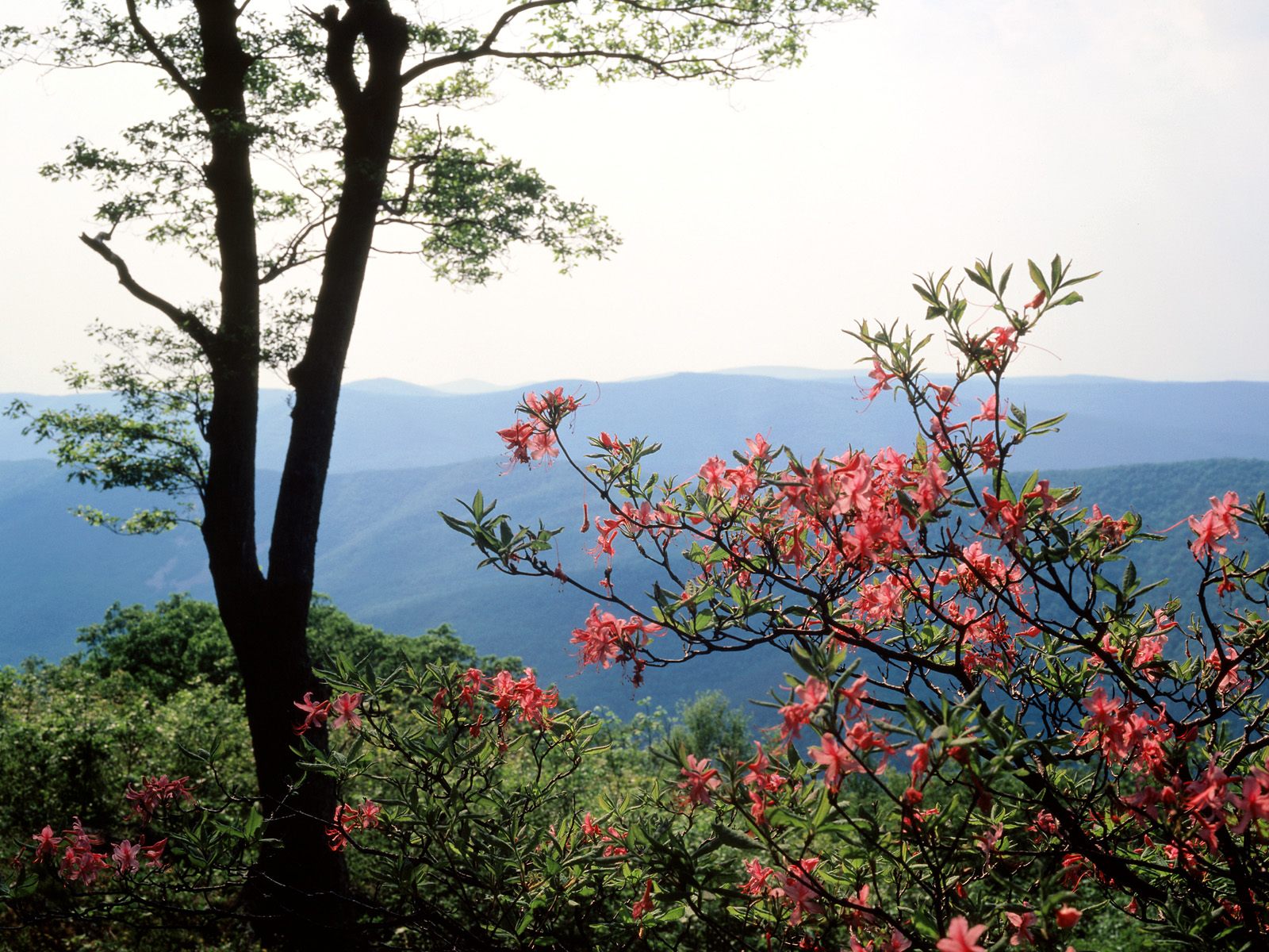 Blue Ridge Mountains, North Carolina HD Wallpaper