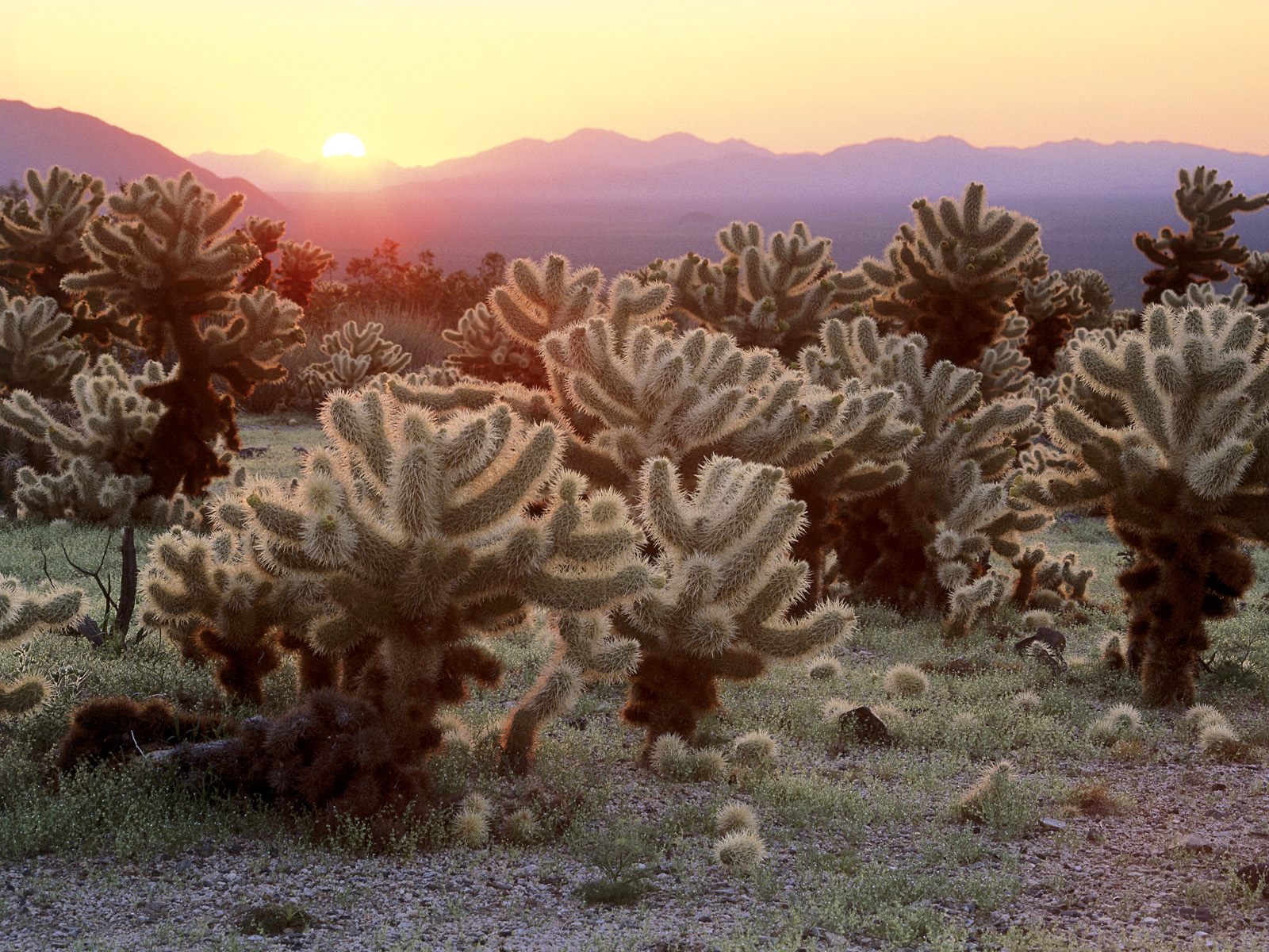 Cholla Cacti, Joshua Tree National Park, California HD Wallpaper