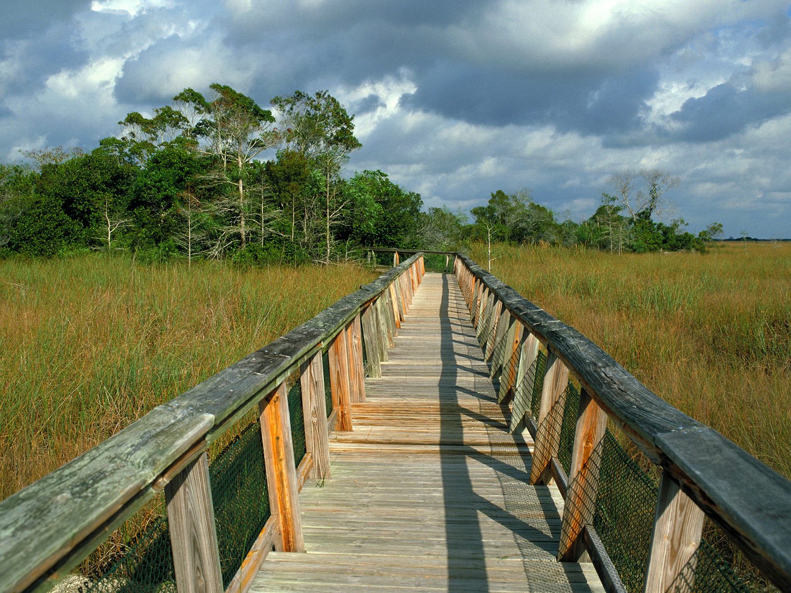 Mahogany Hammock Trail Boardwalk, Everglades National Park, Florida HD Wallpaper