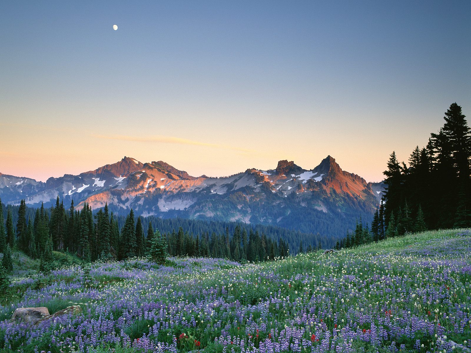 Moon Rising Over the Tatoosh Range, Mount Rainier National Park, Washington HD Wallpaper