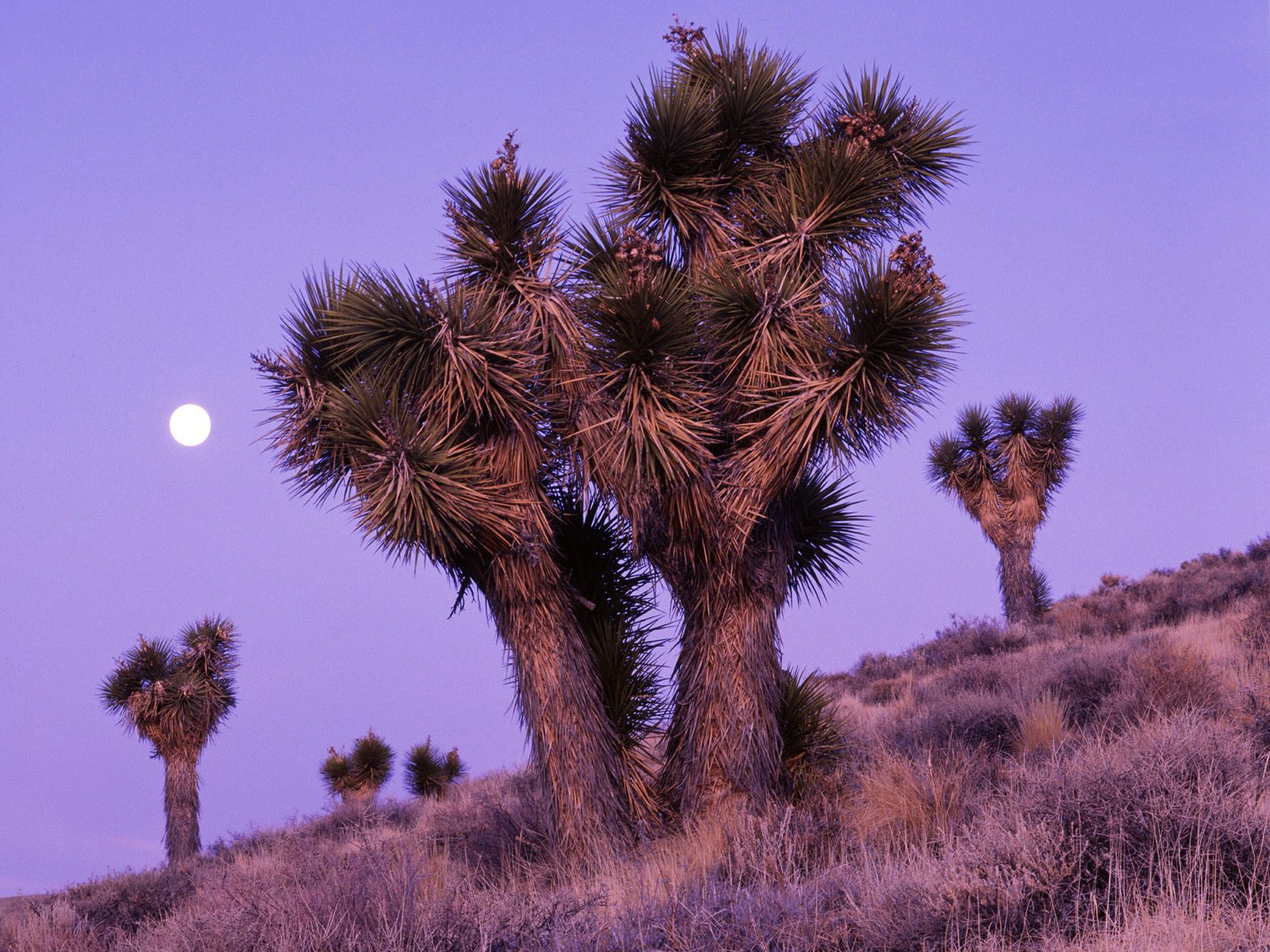 Moonrise Over Joshua Trees, Death Valley National Park, California HD Wallpaper