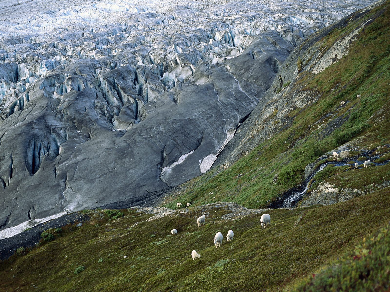 Mountain Goats, Kenai Fjords National Park, Alaska HD Wallpaper