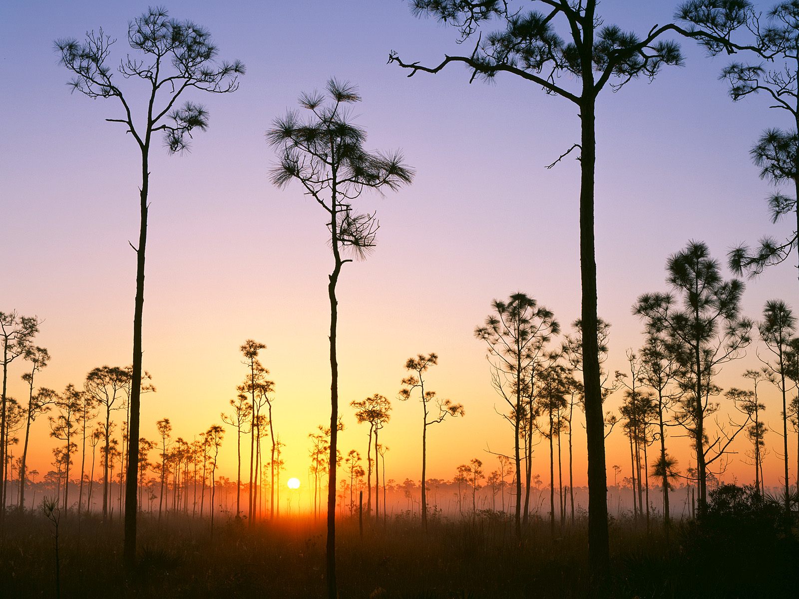 Silhouetted Pines at Sunrise, Everglades National Park, Florida HD Wallpaper