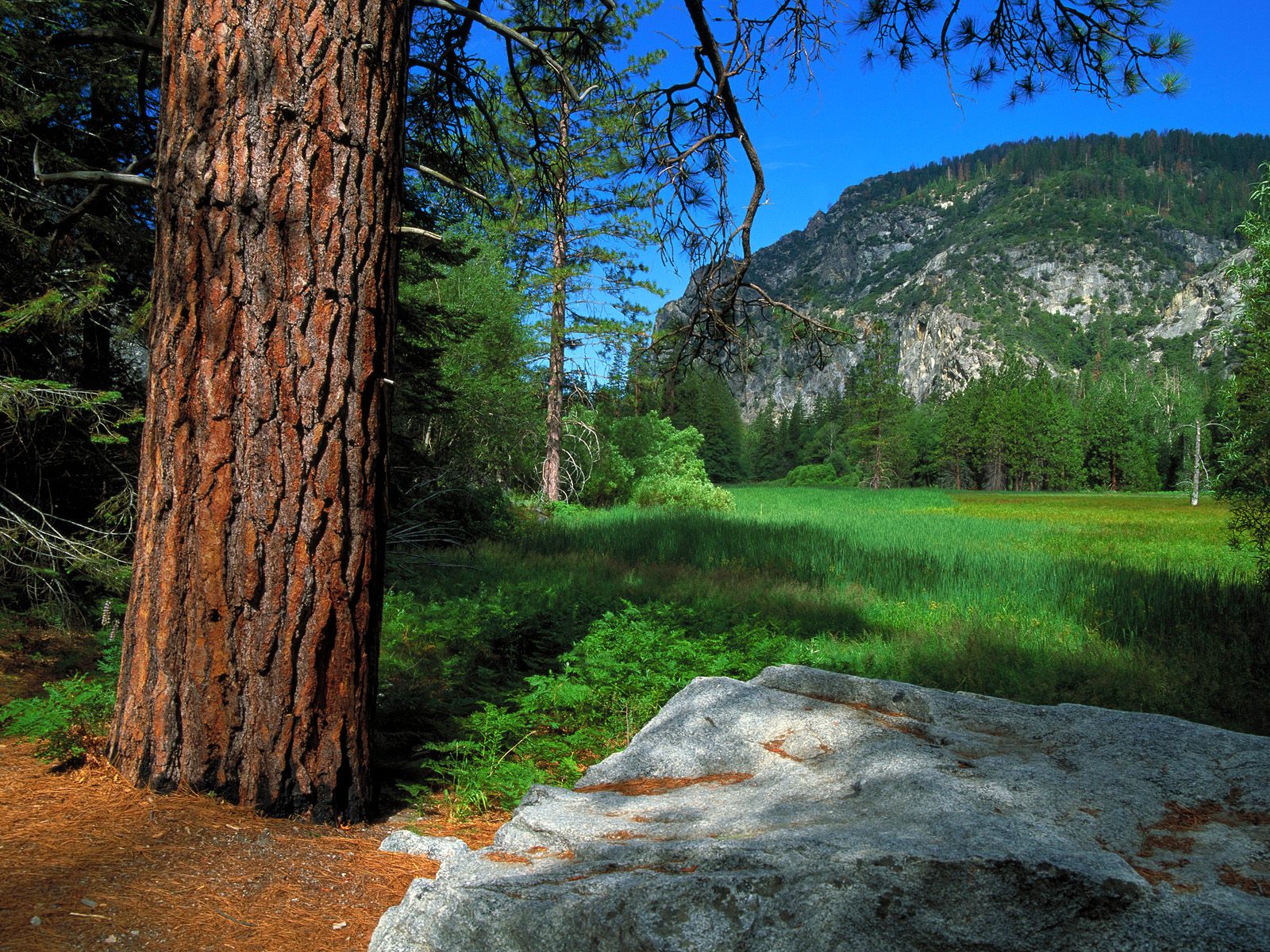 Zumwalt Meadow Trail, Sequoia and Kings Canyon National Parks, California HD Wallpaper